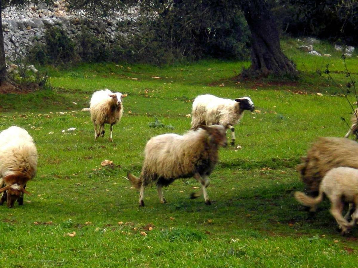 شقة Dimora Le Zagare أوستوني المظهر الخارجي الصورة
